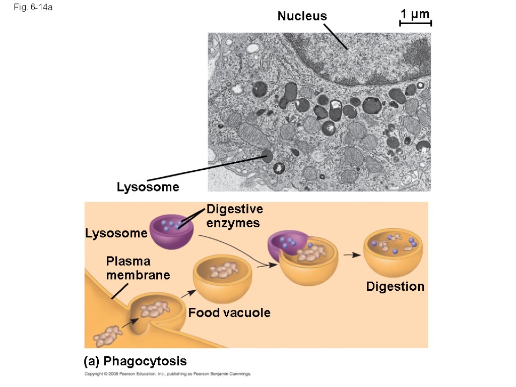 Fig. 6-14a Nucleus 1 µm Lysosome Lysosome Digestive enzymes Plasma membrane Food vacuole Digestion